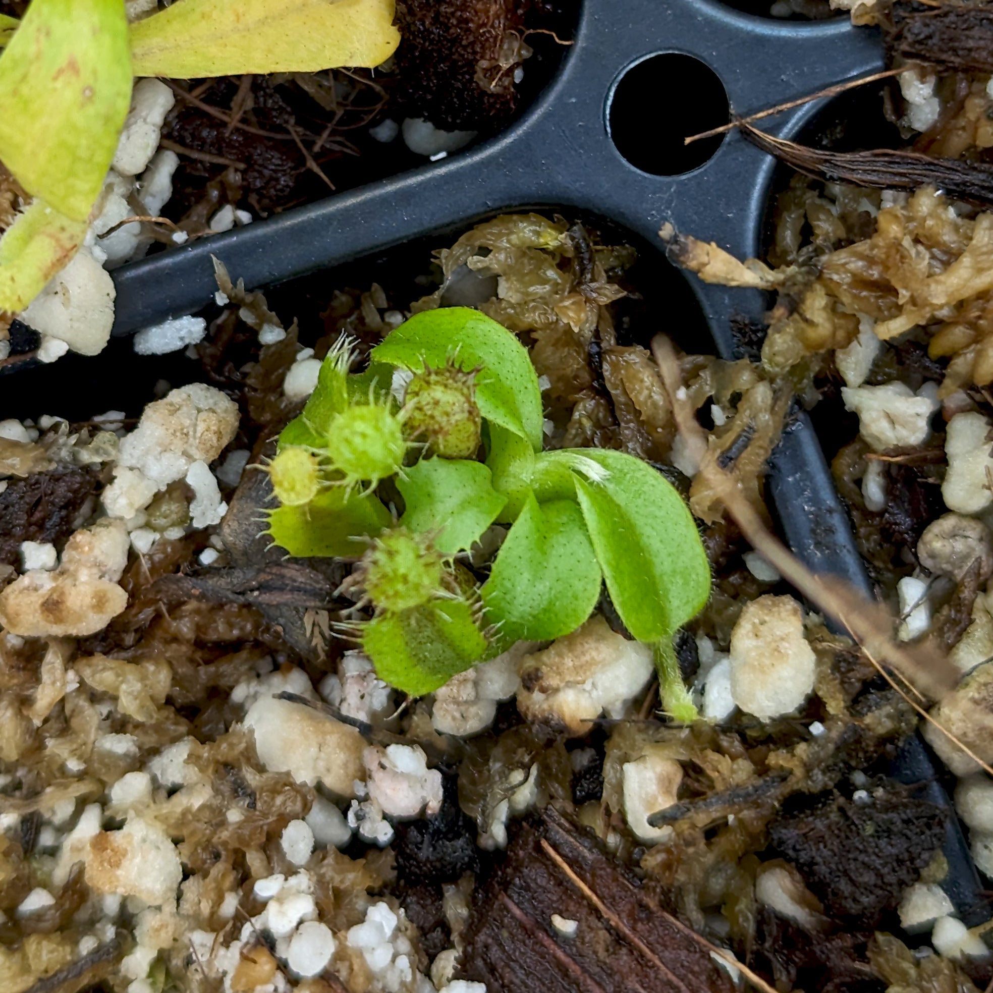 Nepenthes naga x truncata (d), CAR-0418 – Carnivero