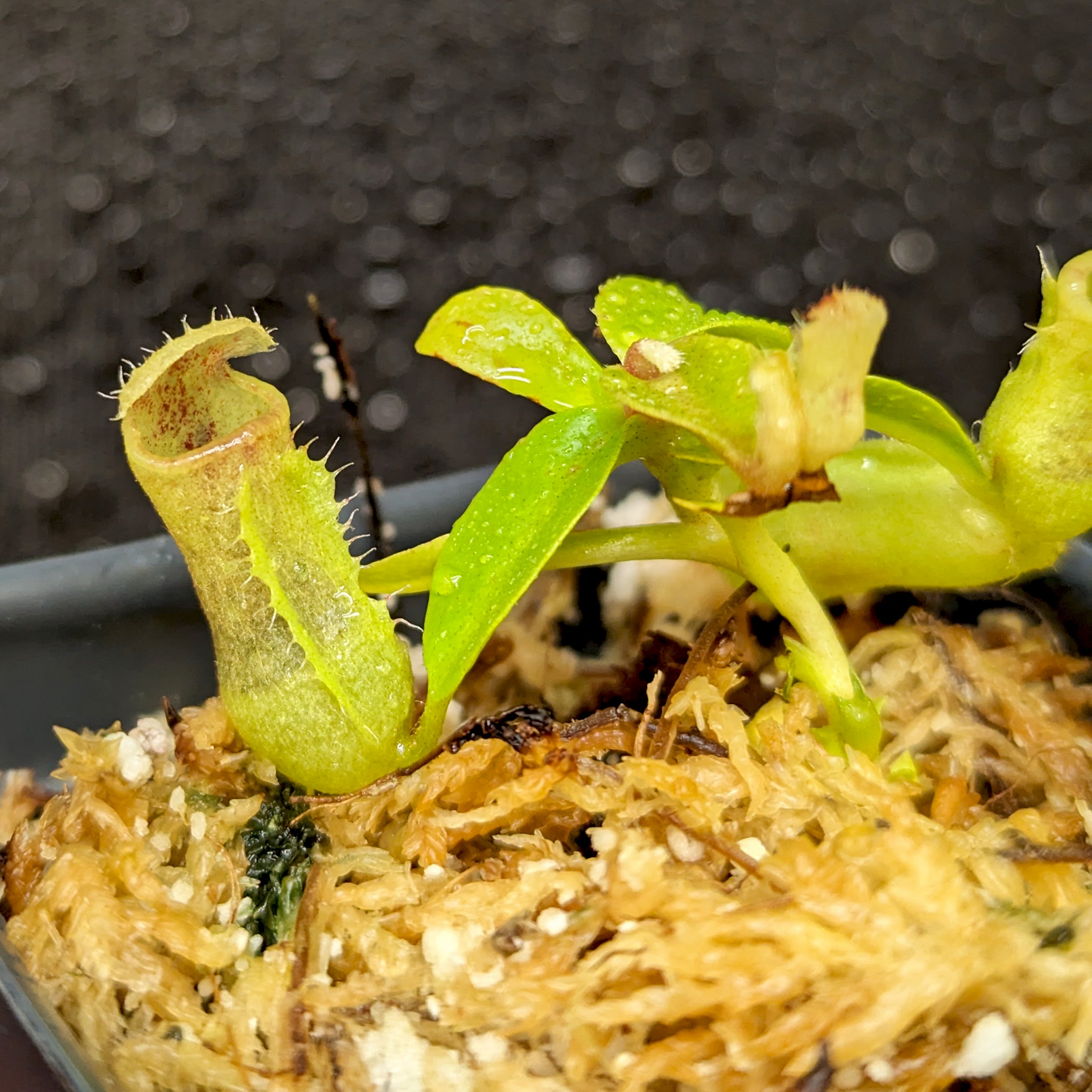 Nepenthes (truncata x campanulata) x ([(lowii x veitchii) x