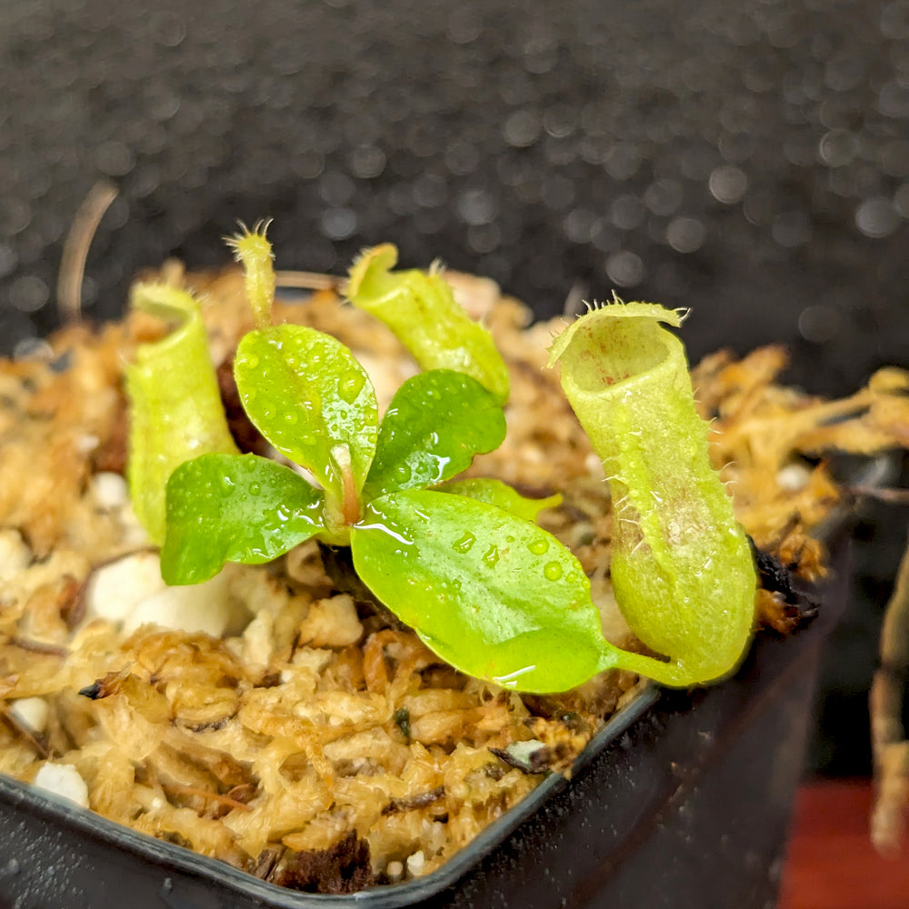 
                      
                        Nepenthes (truncata x campanulata) x ([(lowii x veitchii) x campanulata], CAR-0413
                      
                    