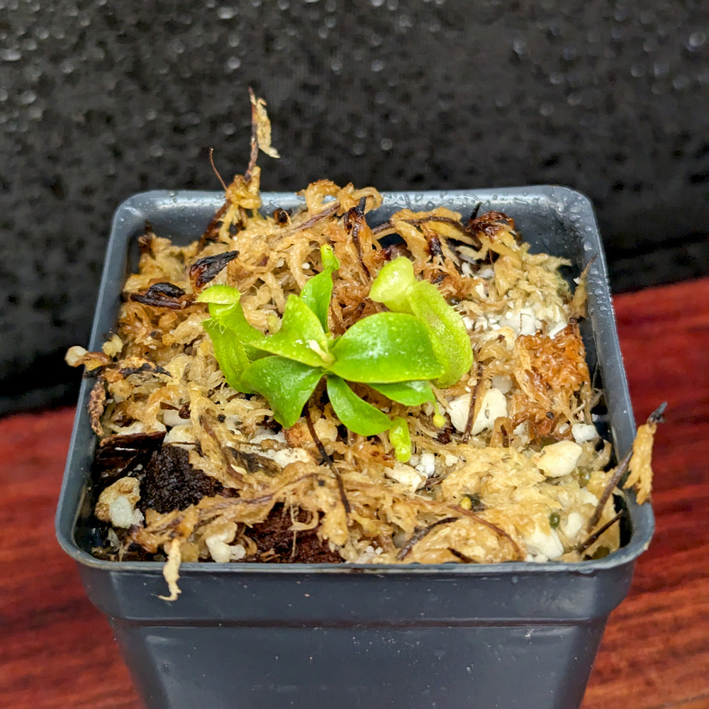 
                      
                        Nepenthes (truncata x campanulata) x ([(lowii x veitchii) x campanulata], CAR-0413
                      
                    