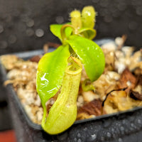 Nepenthes (truncata x campanulata) x ([(lowii x veitchii) x campanulata], CAR-0413