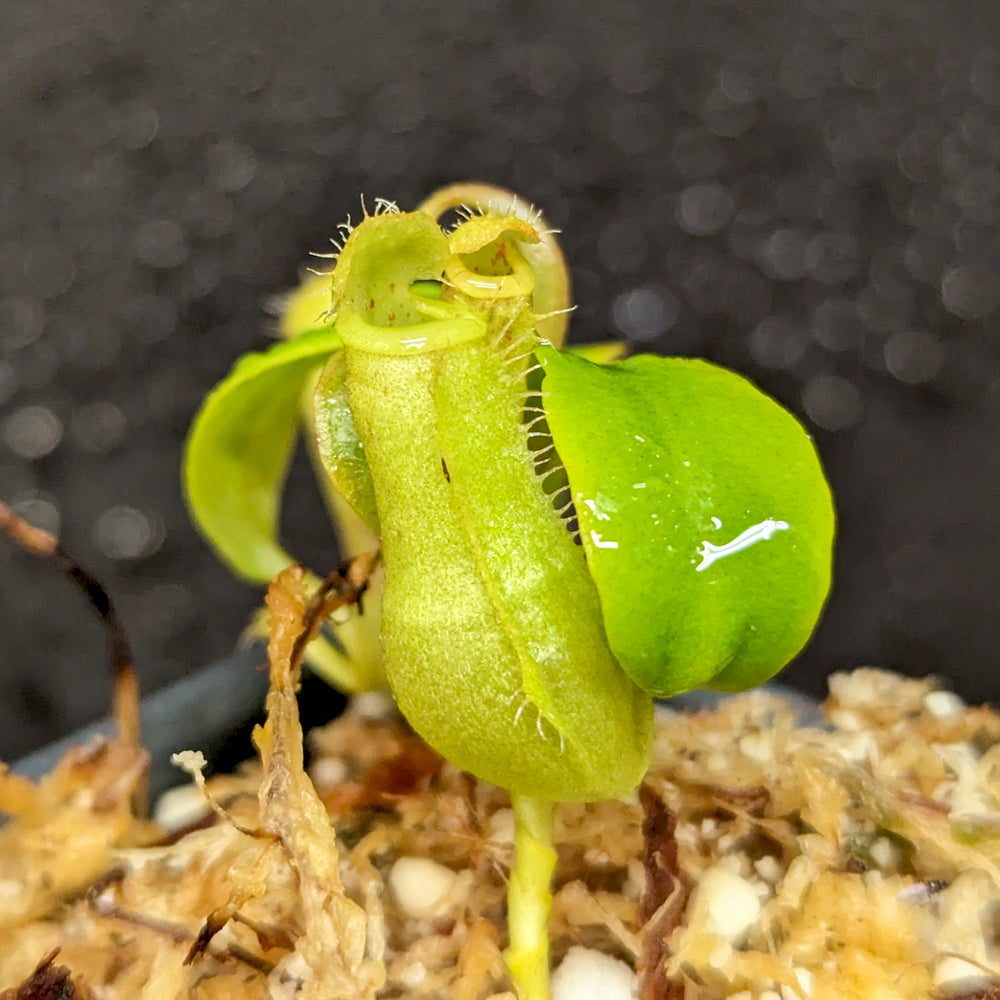 
                      
                        Nepenthes (truncata x campanulata) x ([(lowii x veitchii) x campanulata], CAR-0413
                      
                    