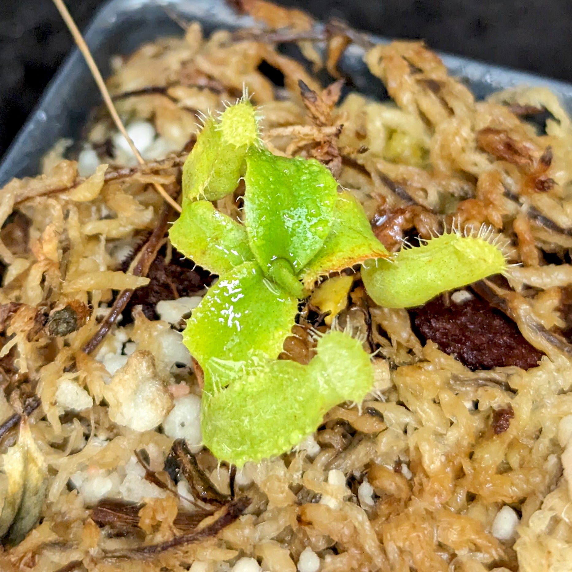 Nepenthes (truncata x campanulata) x ([(lowii x veitchii) x