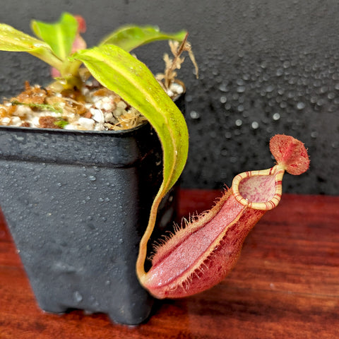 Nepenthes hybrid with a red pitcher dangling from a tendril beside a potted plant with gravel and green leaves