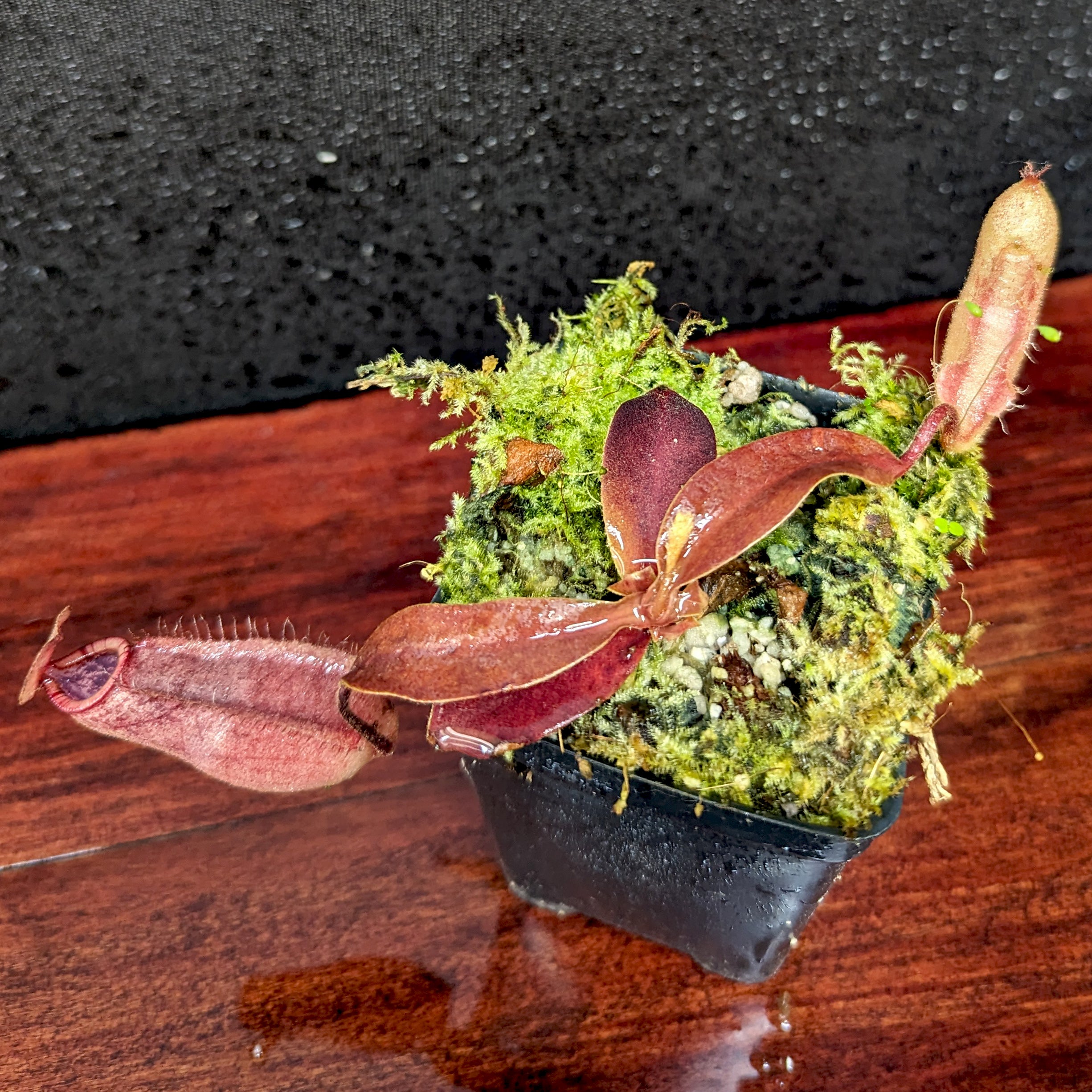 Nepenthes [(Viking x ampullaria) x northiana] x [(lowii x veitchii