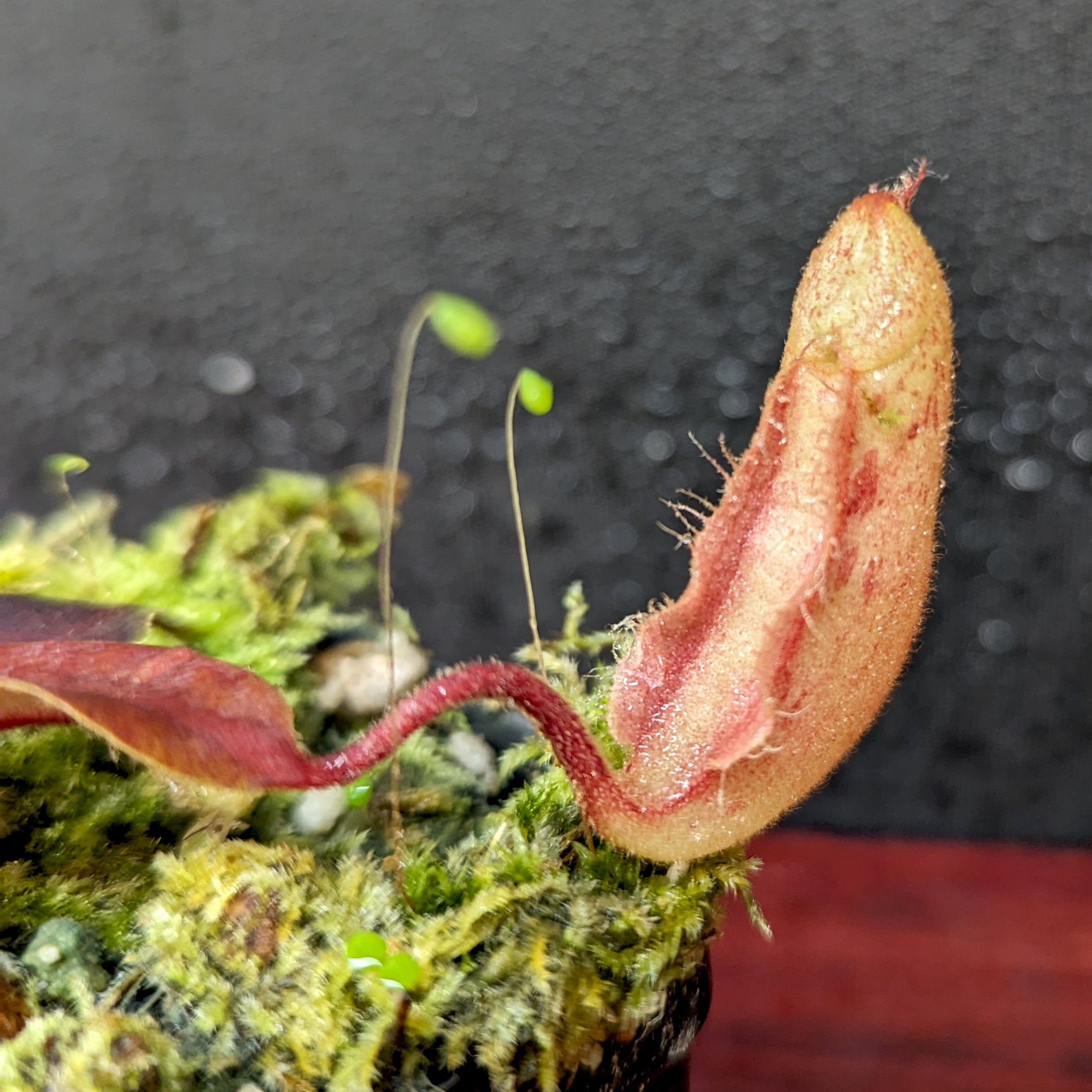Nepenthes [(Viking x ampullaria) x northiana] x [(lowii x veitchii