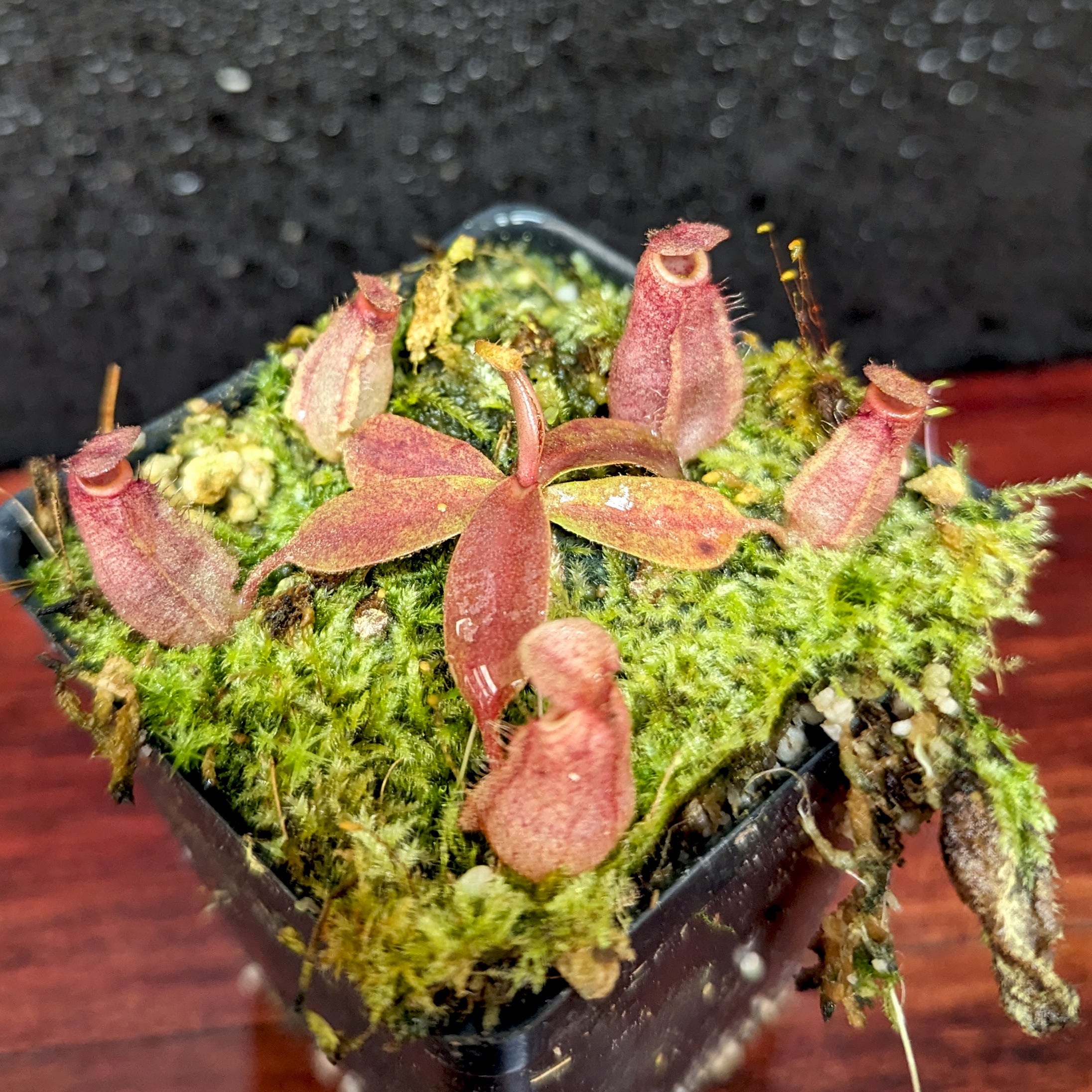 柊弥 PXL_20240308_192849631.jpg?v=