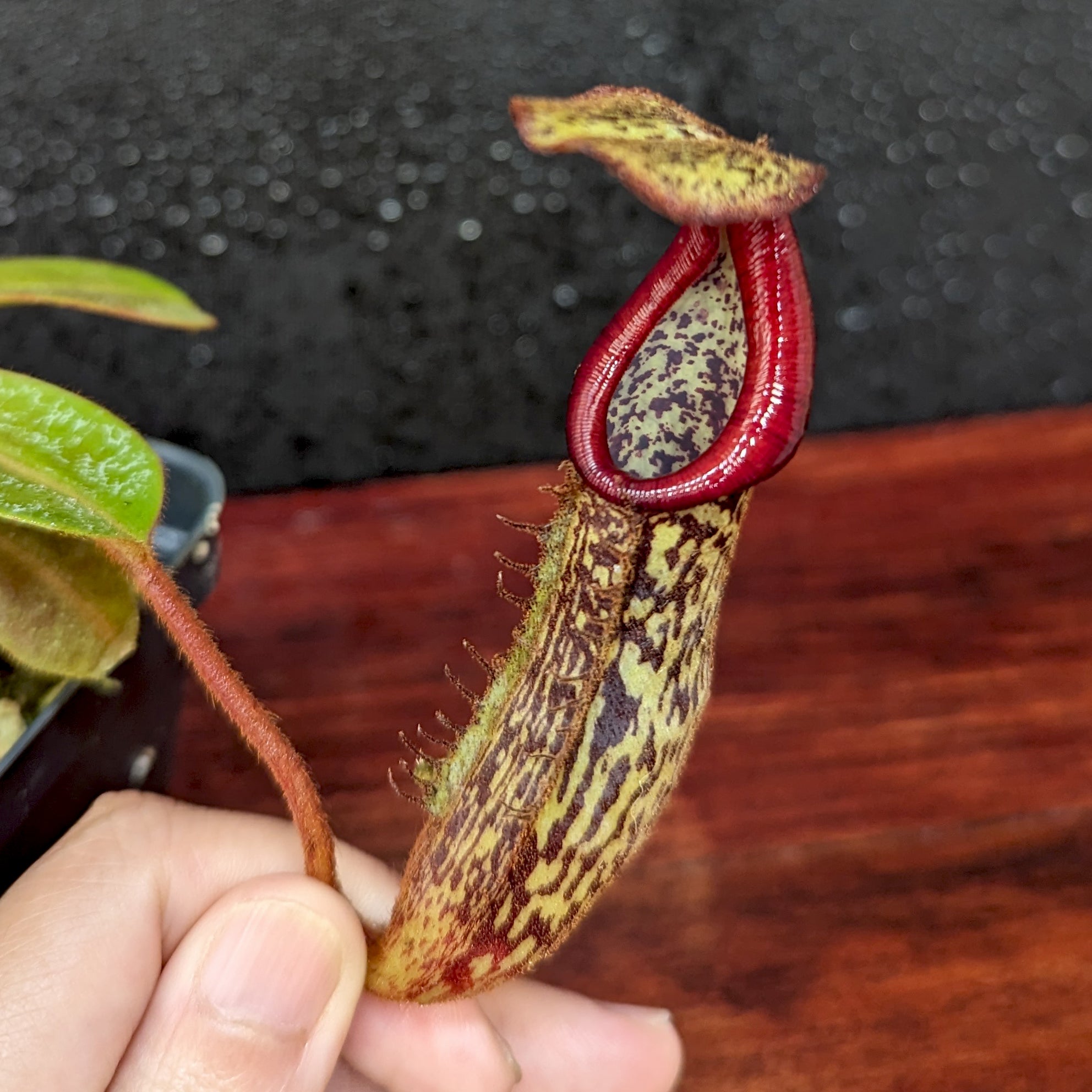 Nepenthes [(Rokko x boschiana) x veitchii] x platychila Drew