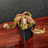 Nepenthes [(Rokko x boschiana) x veitchii] x platychila Drew McClain, CAR-0412