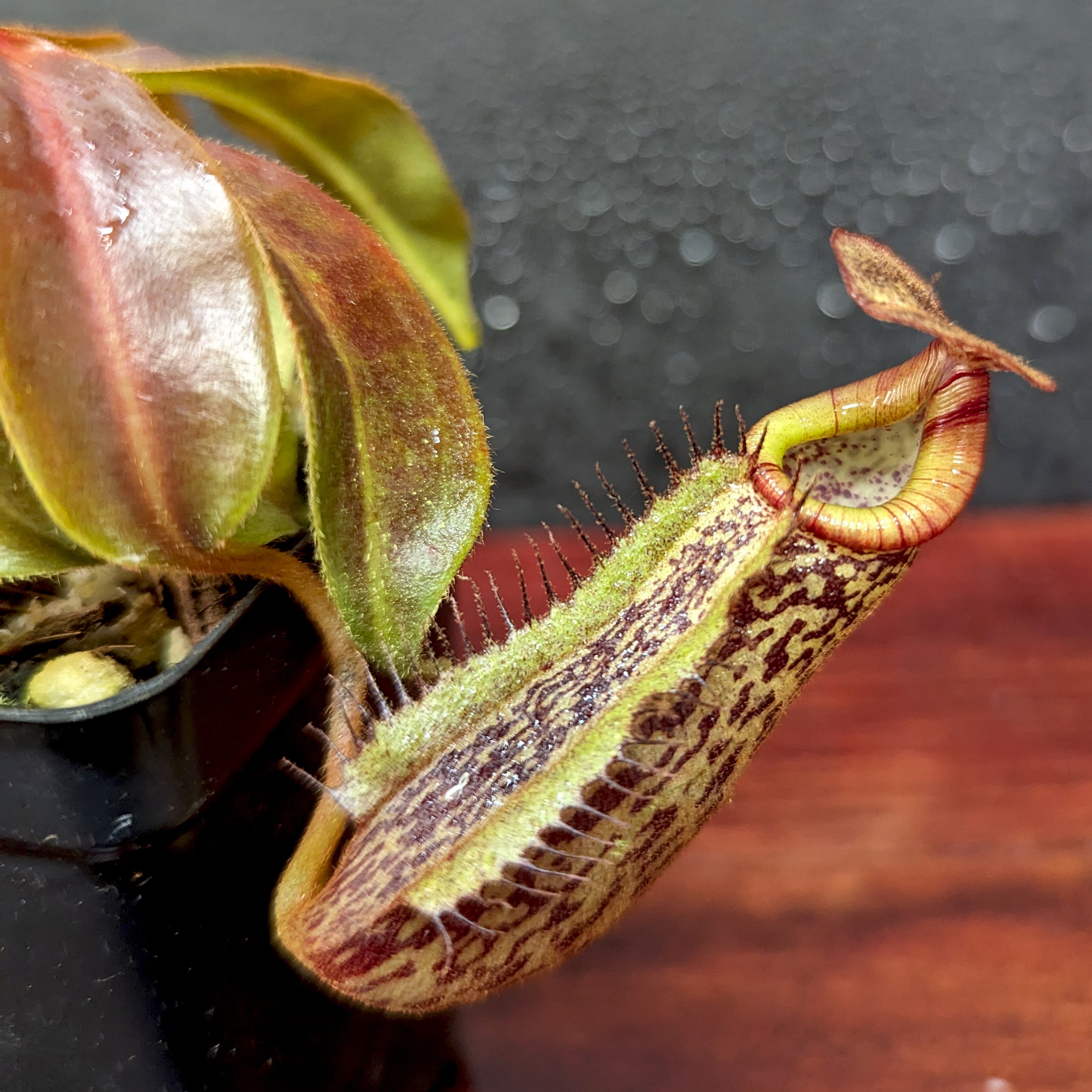 Nepenthes [(Rokko x boschiana) x veitchii] x platychila Drew