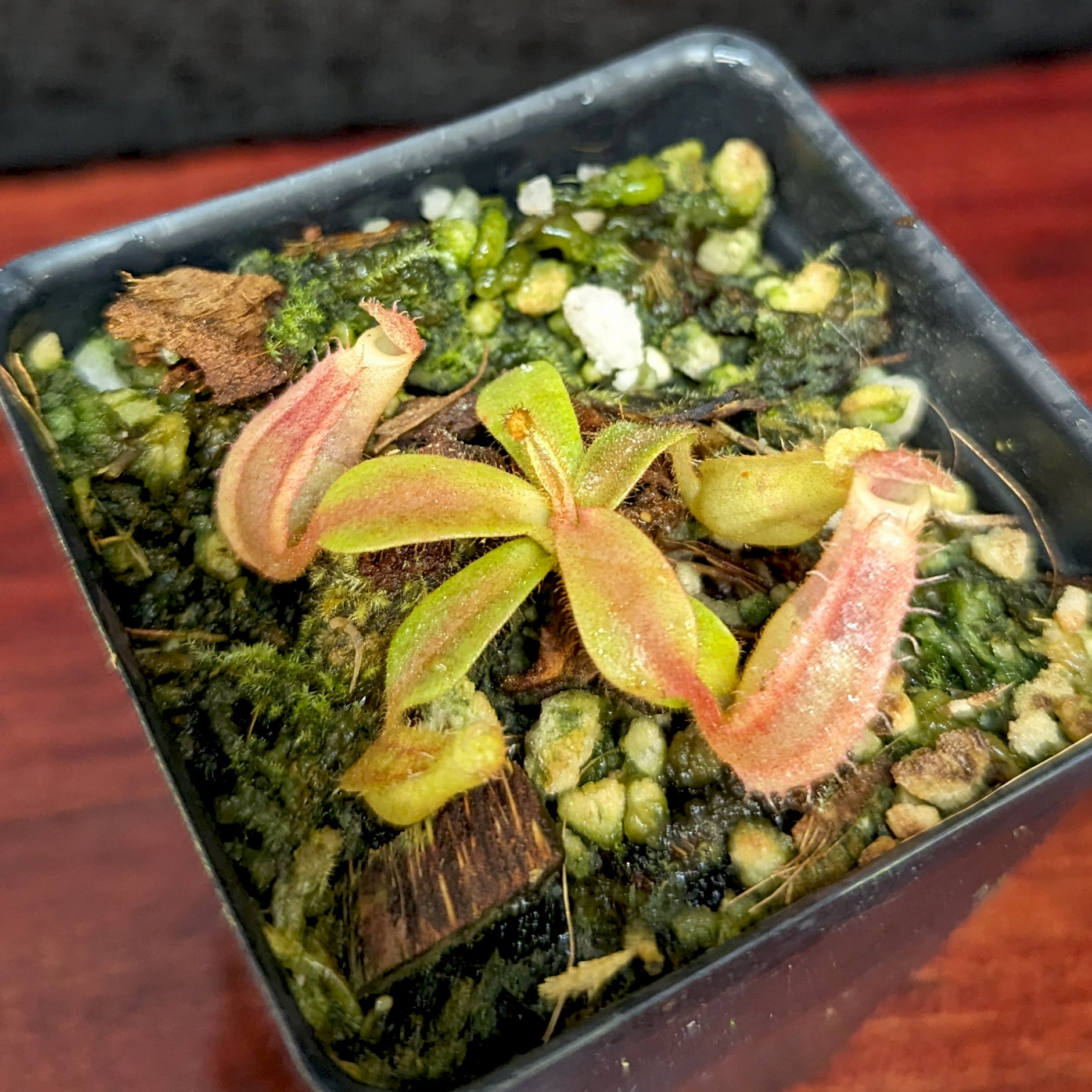 Nepenthes [(Rokko x boschiana) x veitchii] x platychila Drew