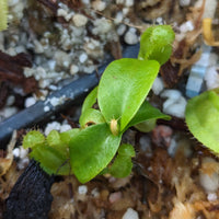 Nepenthes eymae x (jacquelineae x truncata), CAR-0407