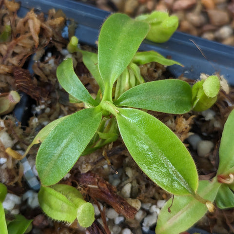 Nepenthes eymae x jacquelineae x truncata plant with broad glossy green leaves in a blue plastic container