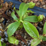 Nepenthes eymae x (jacquelineae x truncata), CAR-0407