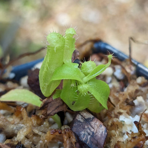 Young Nepenthes carnivorous plant with small green pitchers and bristly rims at leaf tips on gritty soil.