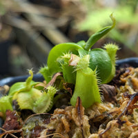 Nepenthes (truncata x campanulata) x (peltata x tenuis), CAR-0414