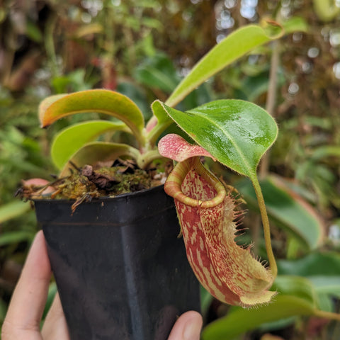 Nepenthes Song of Melancholy x Redonkulas plant in a black pot with green leaves and a pinkish pitcher.