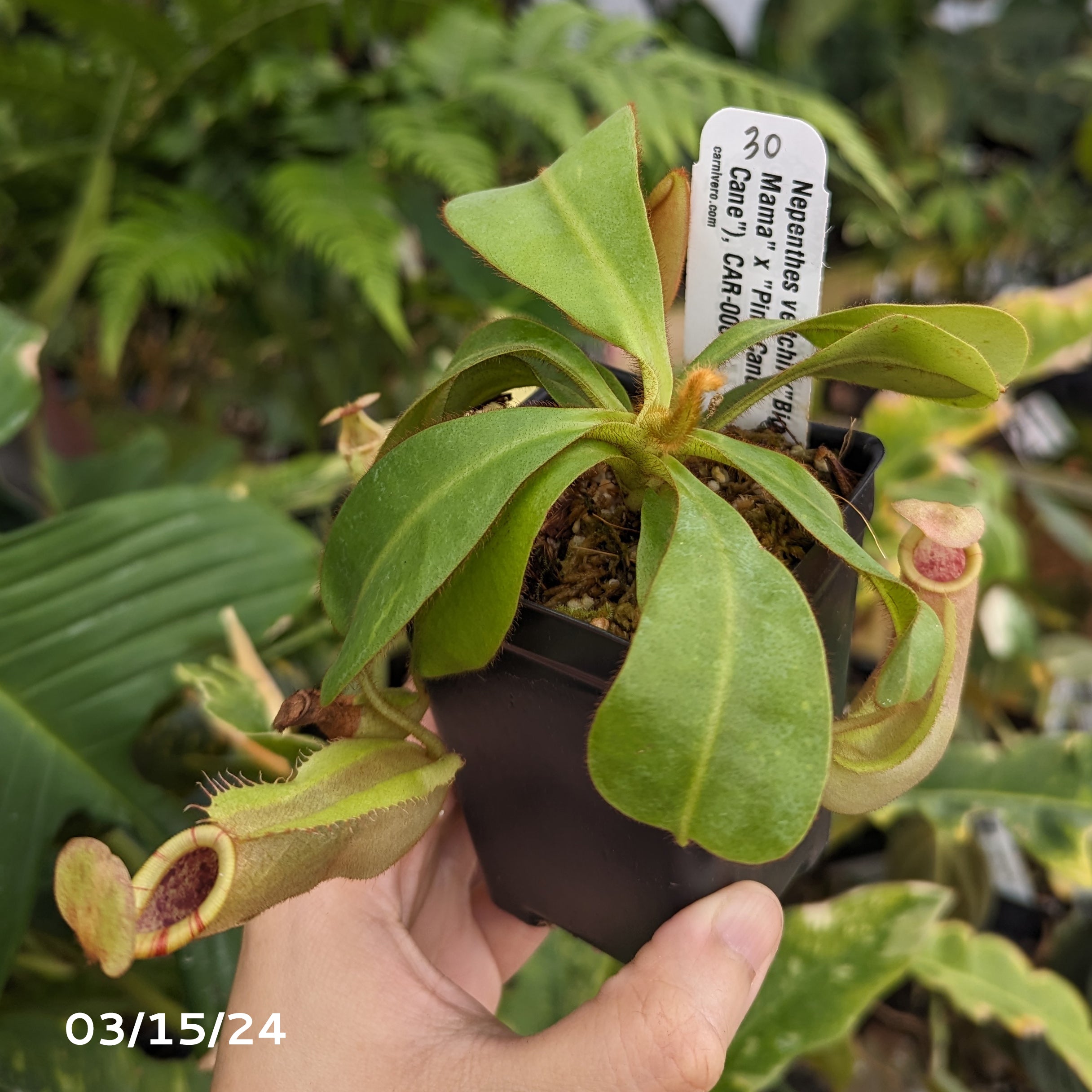 Nepenthes veitchii (