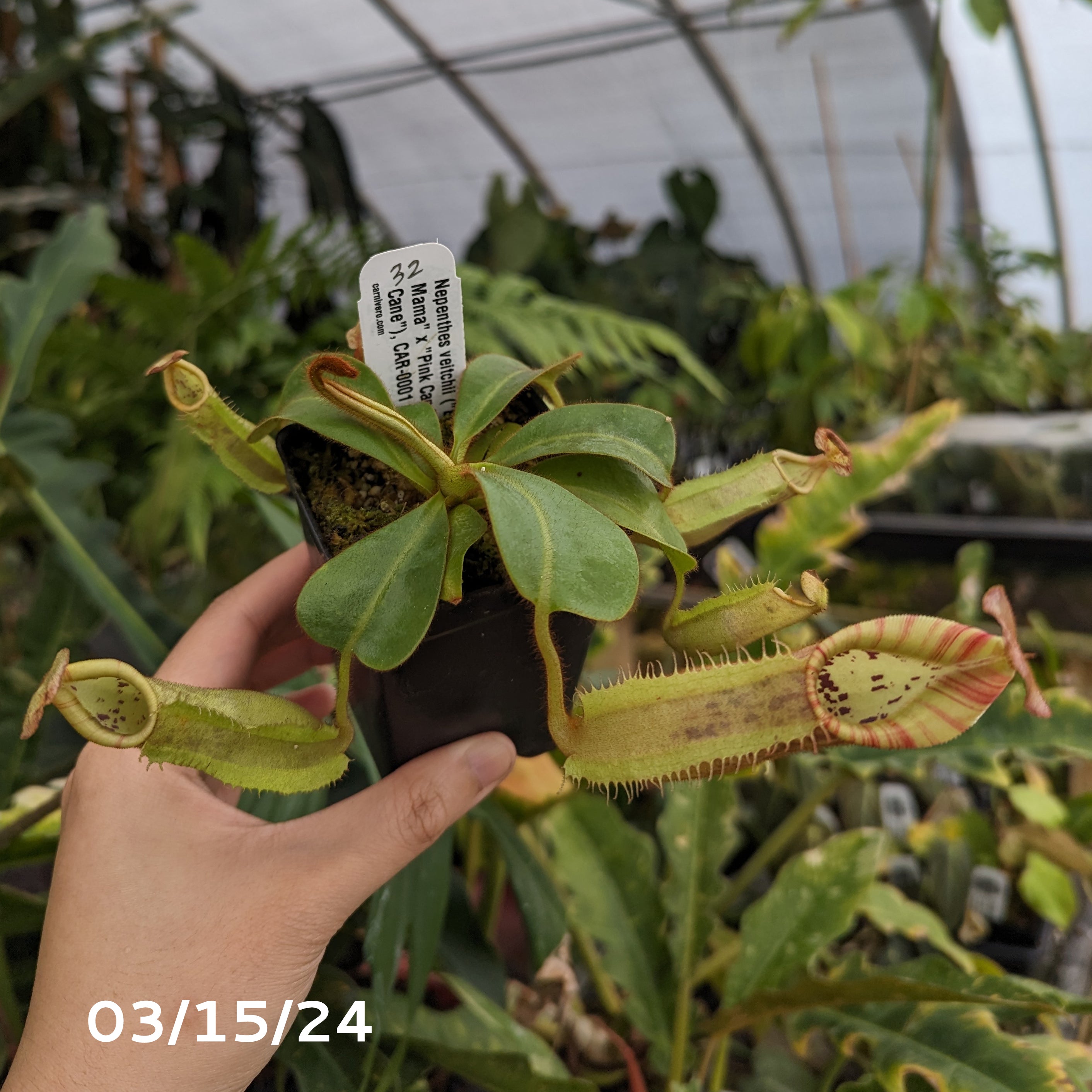 Nepenthes veitchii (