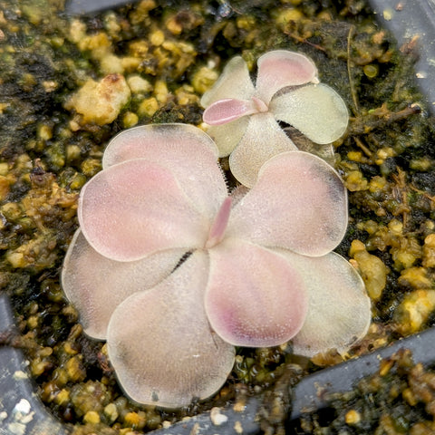 Pinguicula Kewensis butterwort with pale pink rounded leaves forming a rosette in a pot