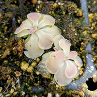 Pinguicula 'Kewensis' Butterwort Plant