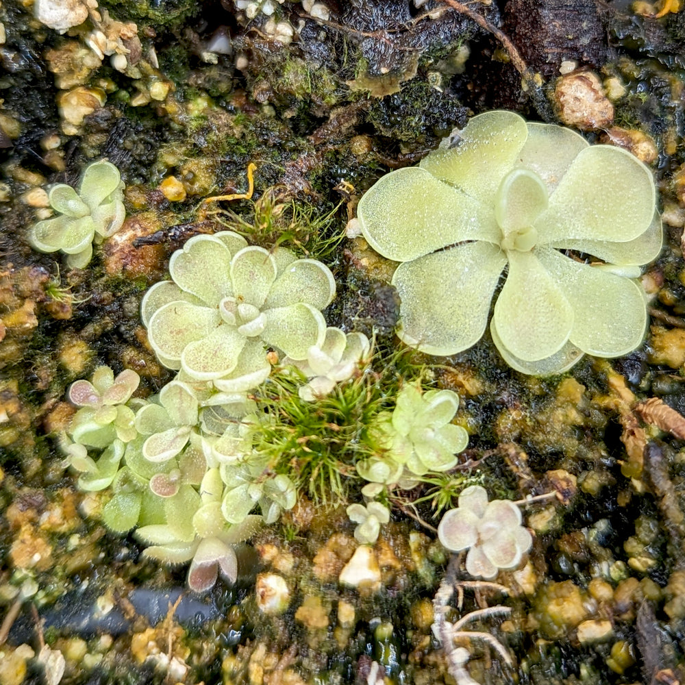 
                      
                        Pinguicula jaumavensis Mexican butterwort plant
                      
                    