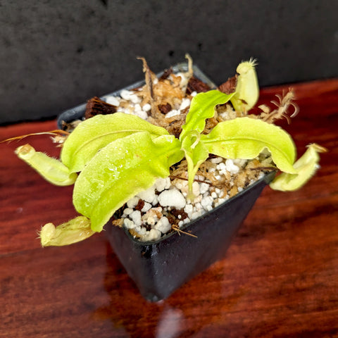 Nepenthes echinostoma x edwardsiana plant in small pot with pale green leaves and a developing pitcher