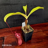 Nepenthes lowii x ventricosa "Giant" - Exact Plant 03/29/24