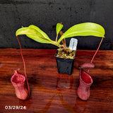 Nepenthes lowii x ventricosa "Giant" - Exact Plant 03/29/24