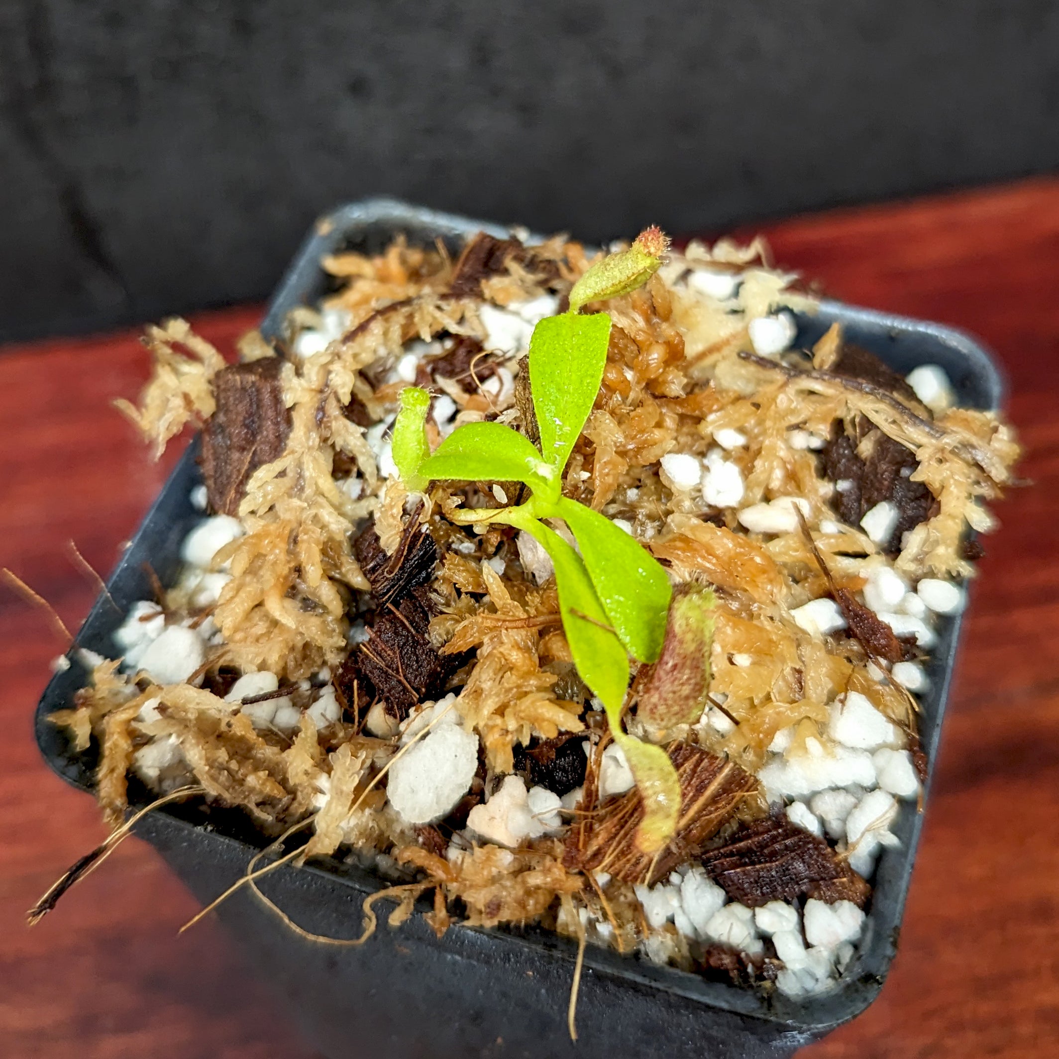 Nepenthes rafflesiana (Leilani x Thick Lip), CAR-0419 – Carnivero