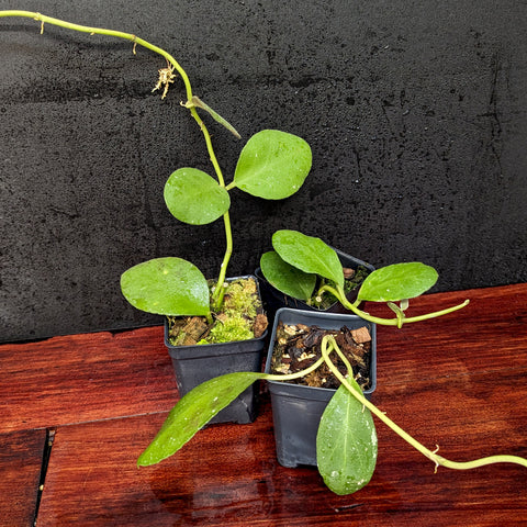 Hoya Waymaniae trailing plant with small round fleshy leaves on a long green stem