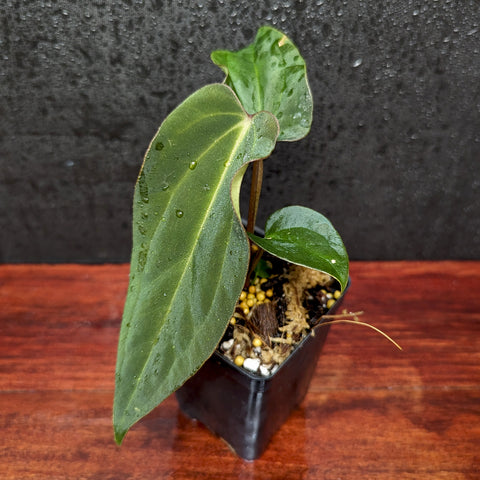Anthurium Ace of Spades x antolakii BVEP with broad glossy green leaves in a pot.