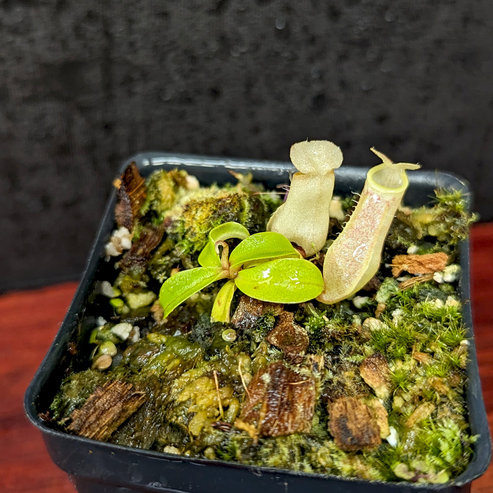
                      
                        Nepenthes eustachya (K. Sembilan, Sumatra)
                      
                    