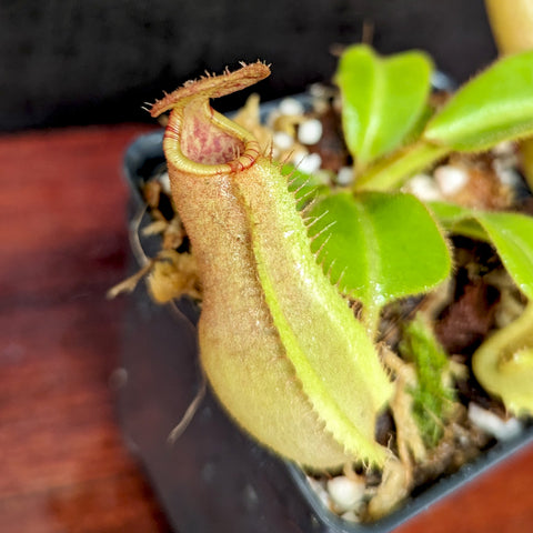 Nepenthes truncata d x veitchii Cobra pitcher plant with a tall tan pitcher and fringed peristome