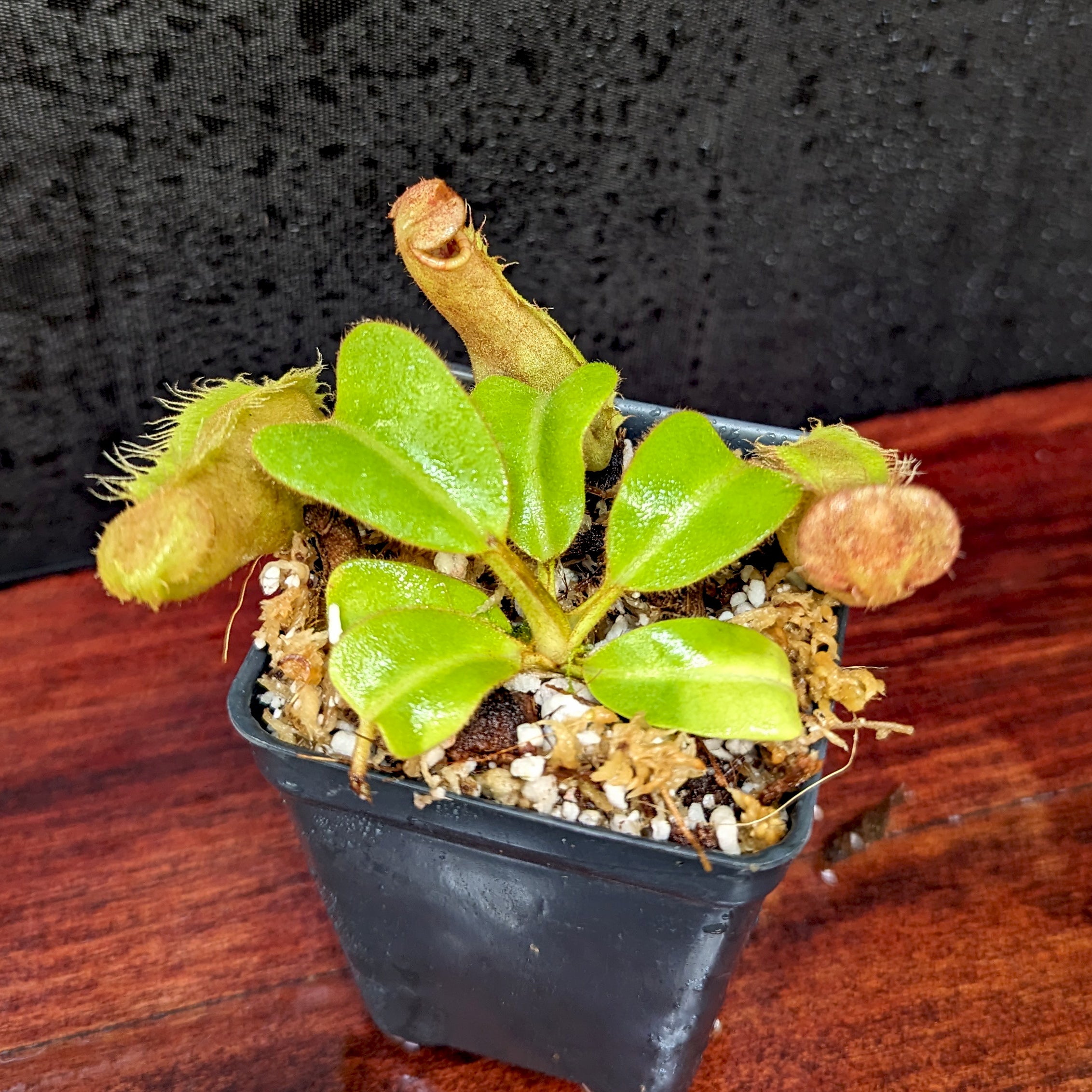 Nepenthes truncata (d) x veitchii 'Cobra', CAR-0422 – Carnivero