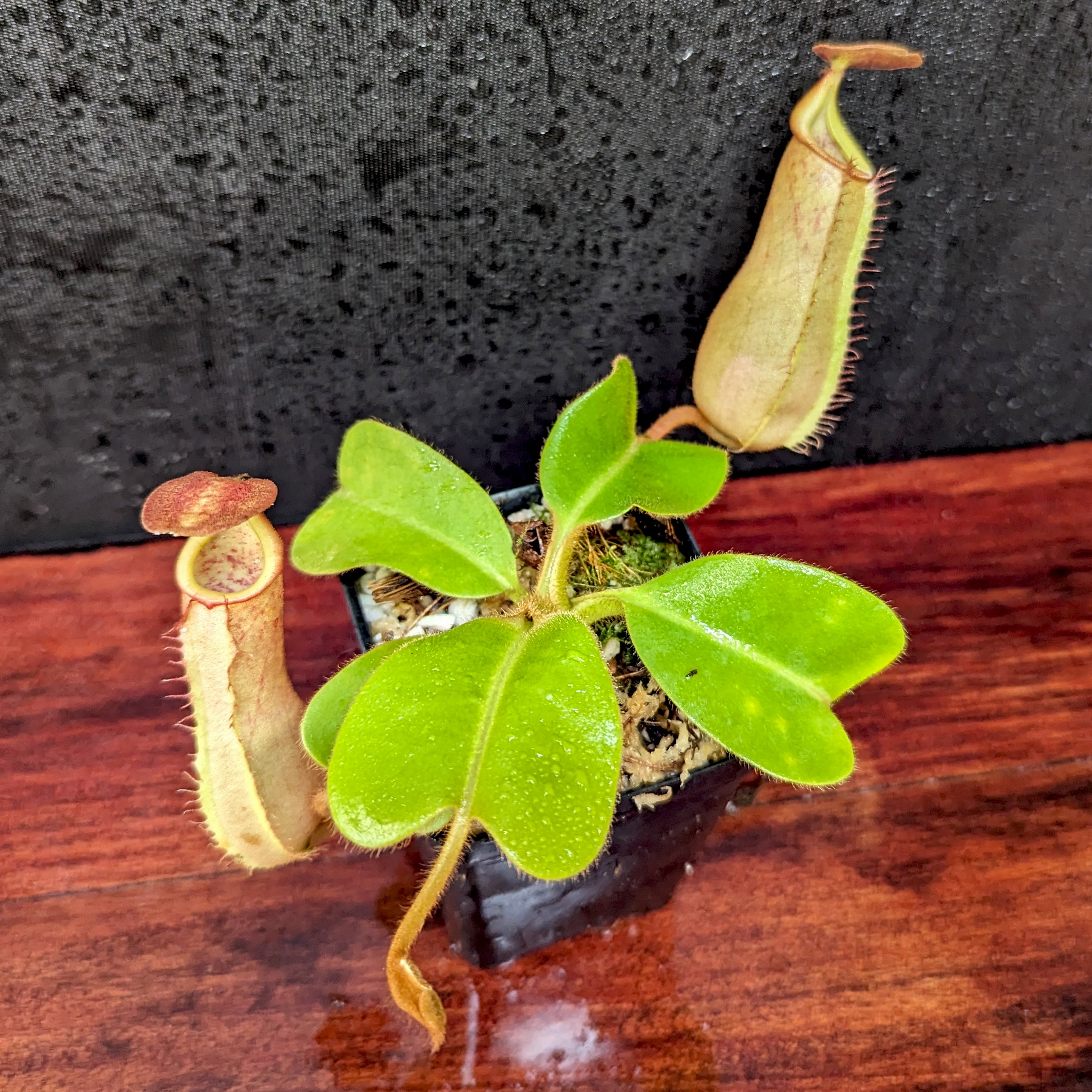 Nepenthes truncata (d) x veitchii 'Cobra', CAR-0422 – Carnivero