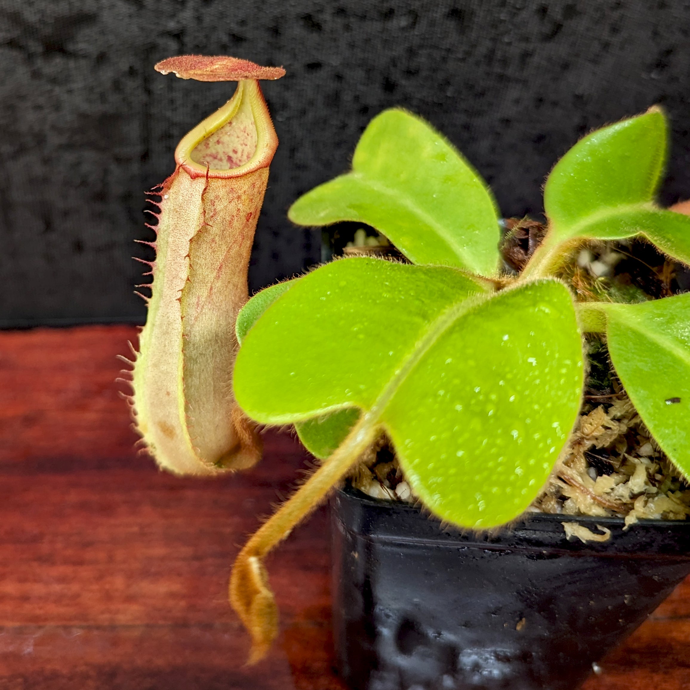 Nepenthes truncata (d) x veitchii 'Cobra', CAR-0422 – Carnivero