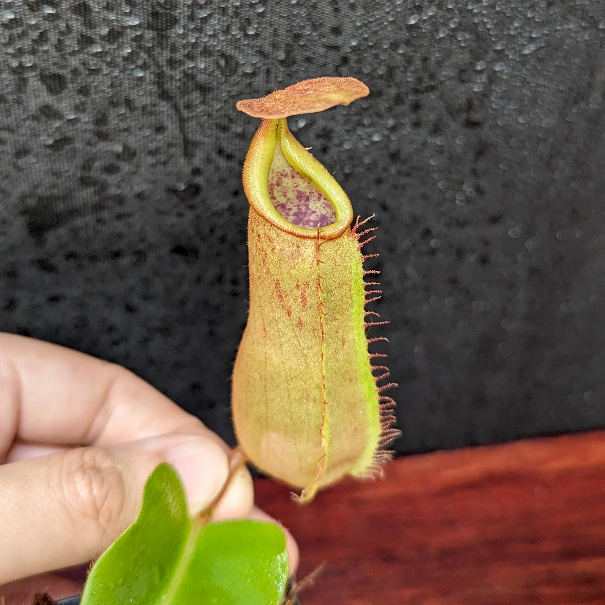 Nepenthes truncata (d) x veitchii 'Cobra', CAR-0422 – Carnivero