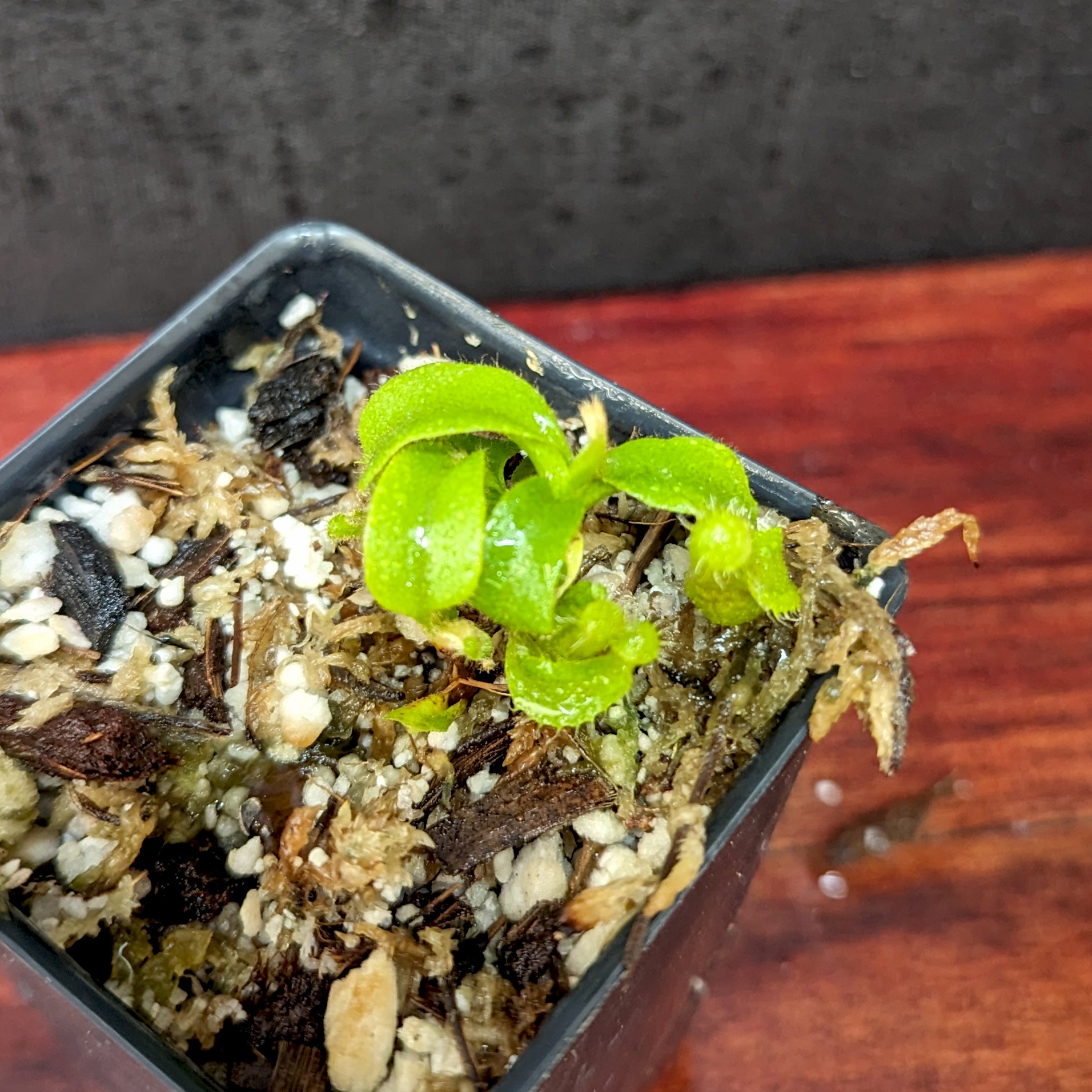 Nepenthes truncata (d) x veitchii 'Cobra', CAR-0422 – Carnivero