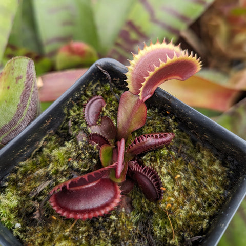 Venus Flytrap Dionaea muscipula Red Dentate with vivid red traps and green margins growing among moss.