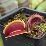 Venus Flytrap- Dionaea muscipula 'Red Dentate'