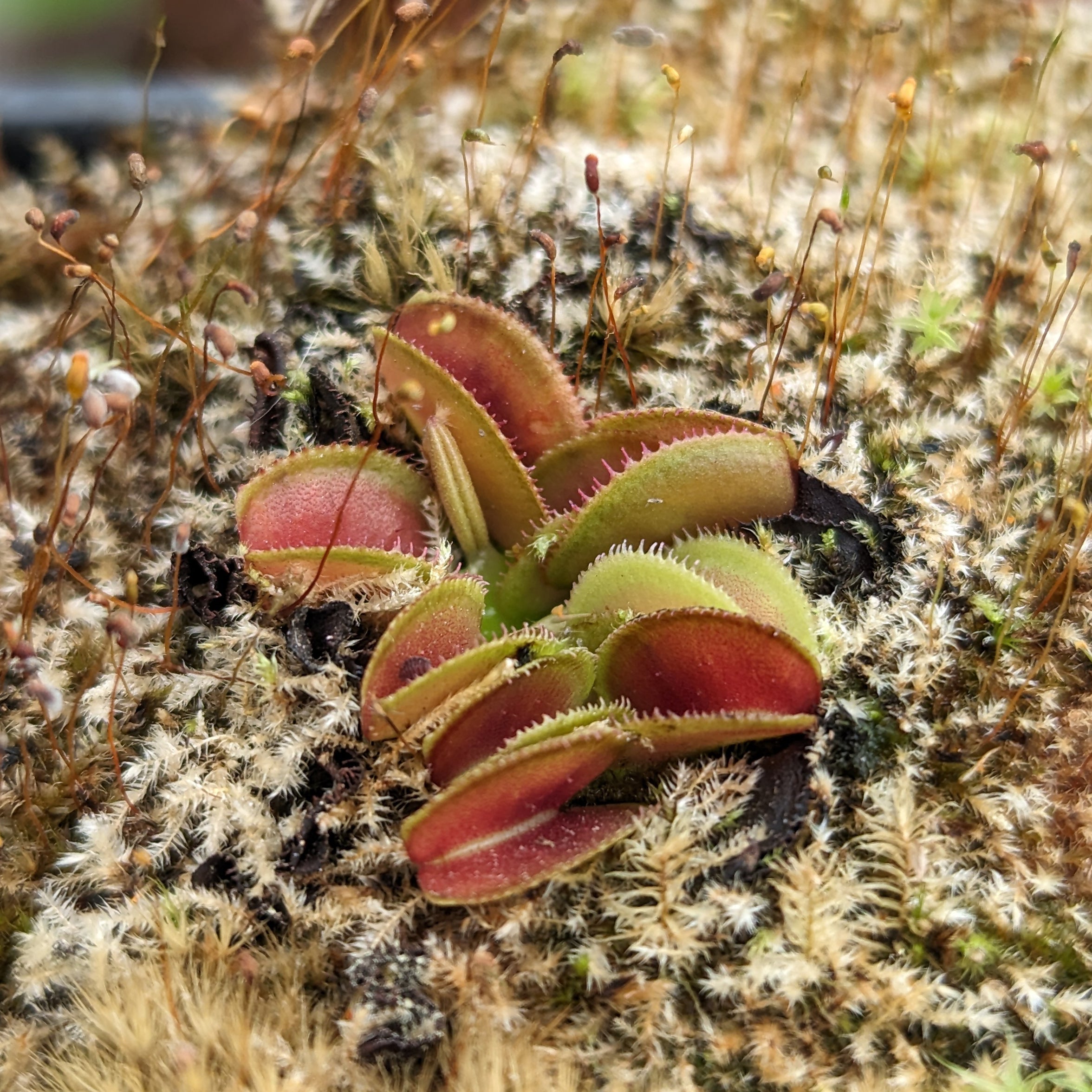 Venus Flytrap- Dionaea muscipula 'Microdent' – Carnivero