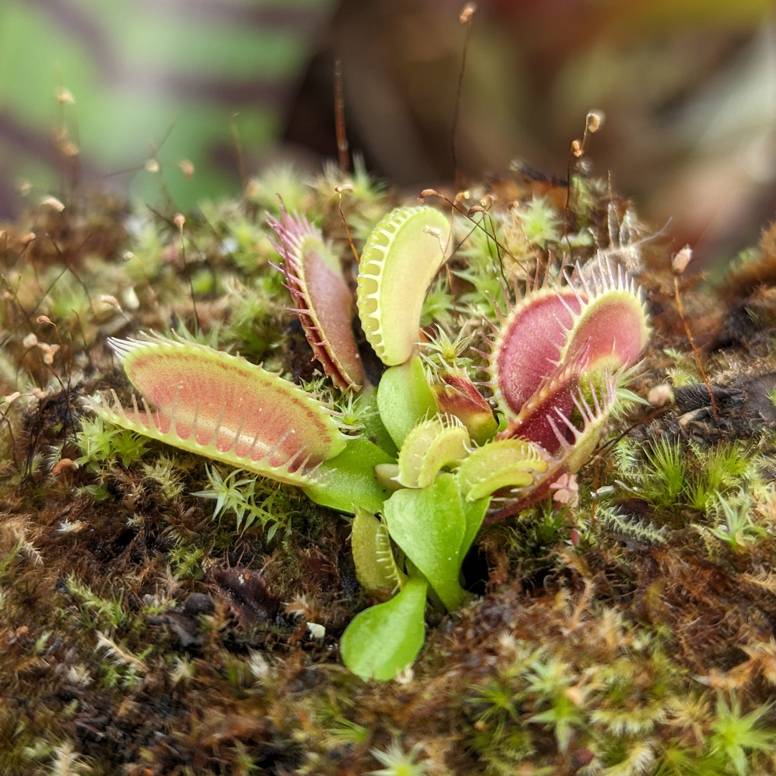 Venus Flytrap- Dionaea muscipula 