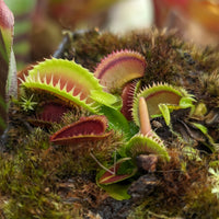 Venus Flytrap- Dionaea muscipula 'Dracula' (Trev's)