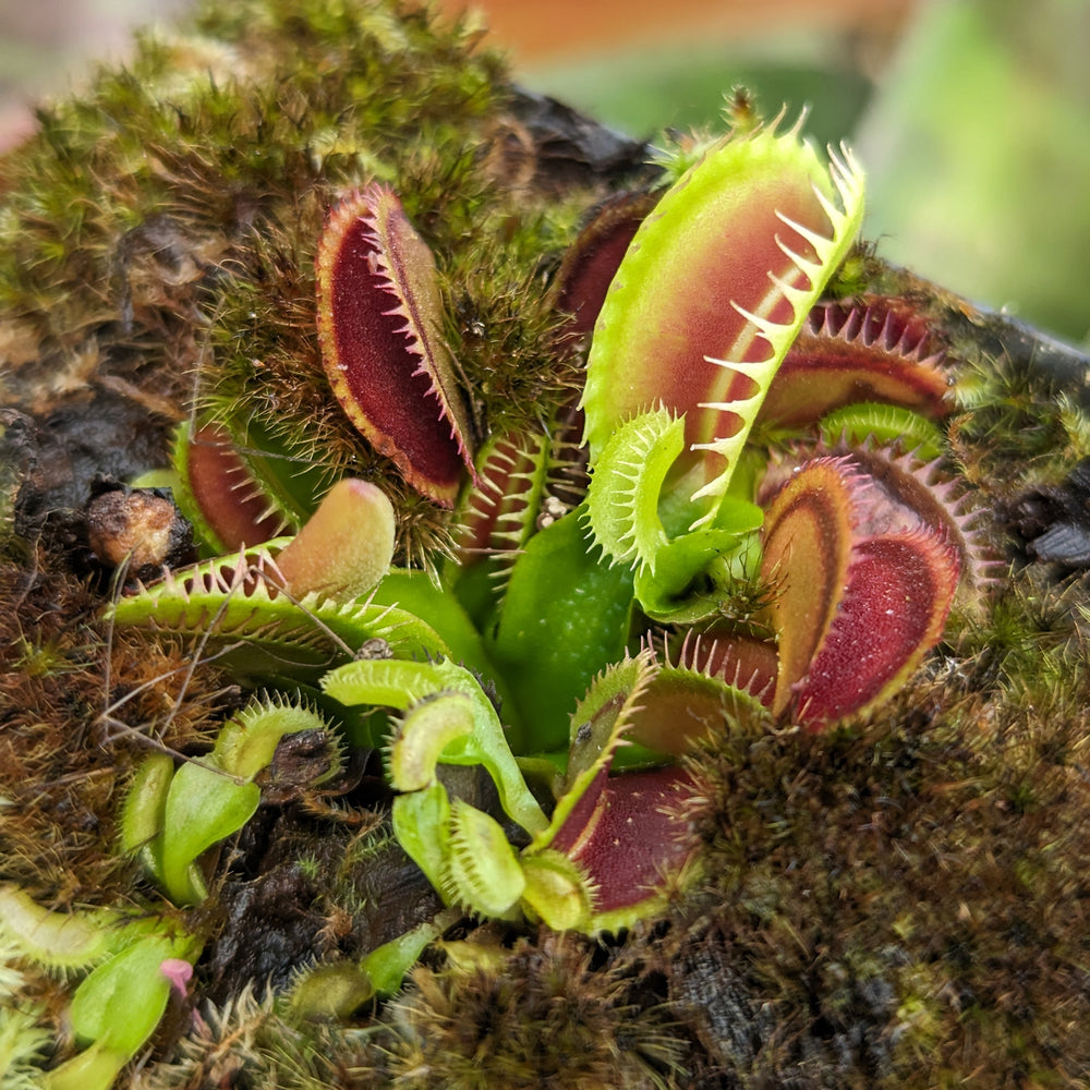 
                      
                        Venus Flytrap- Dionaea muscipula 'Dracula' (Trev's)
                      
                    