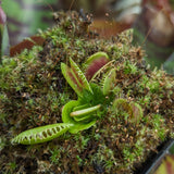 Dionaea muscipula 'Dracula' (Trev's)