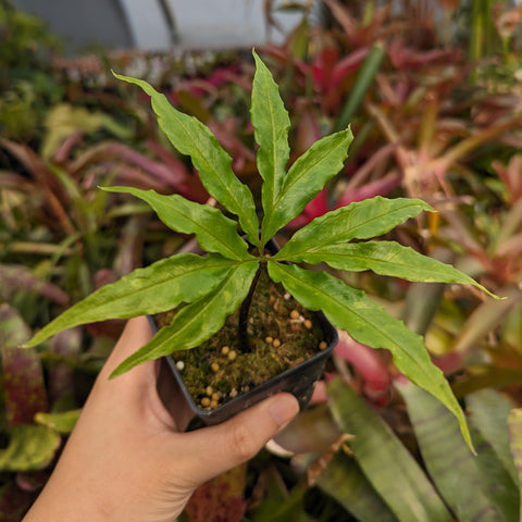 Young Amorphophallus galbra plant with green palmately lobed leaves in a small pot