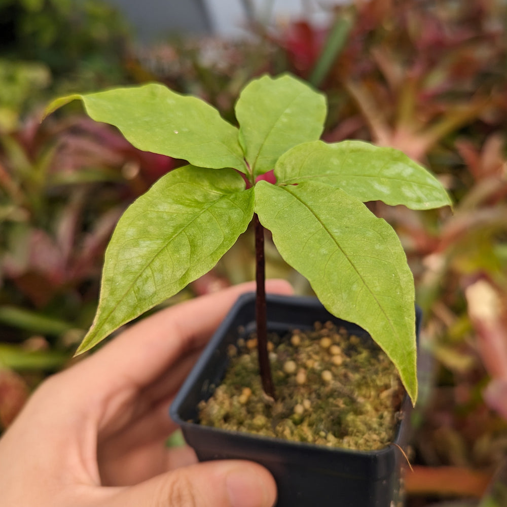 plant that looks like snake skin Amorphophallus galbra, Sweet Snakeskin Lily, Corpse Flower – Carnivero
