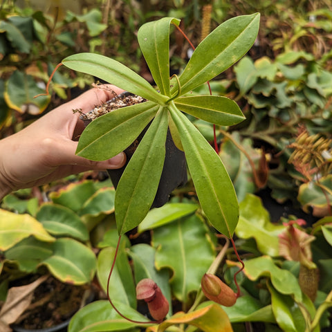 Hand holds Nepenthes ventricosa x sibuyanensis with green lanceolate leaves and red tendrils ending in pitchers.