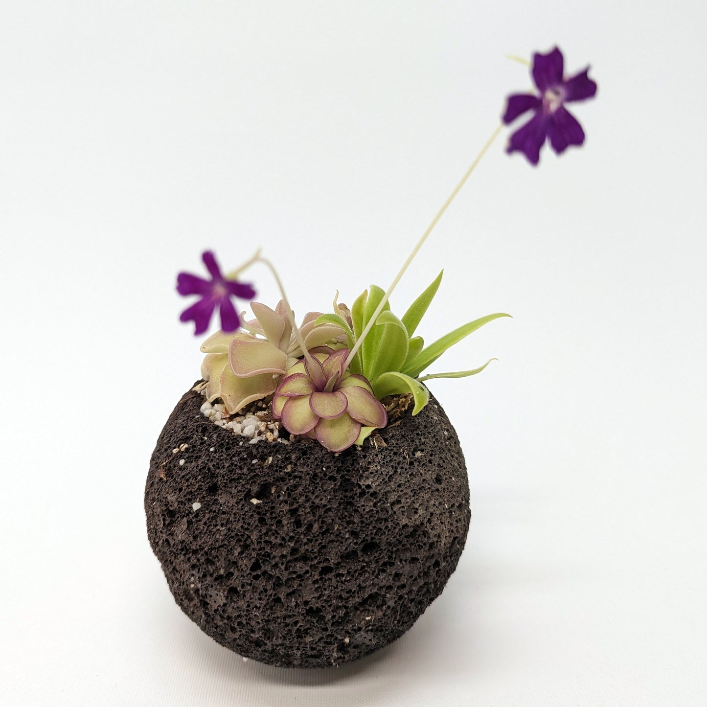 porous plant pots Plant Assortment Pot, Carnivorous Plant Growing Kit with Lava Rock Pot – Carnivero